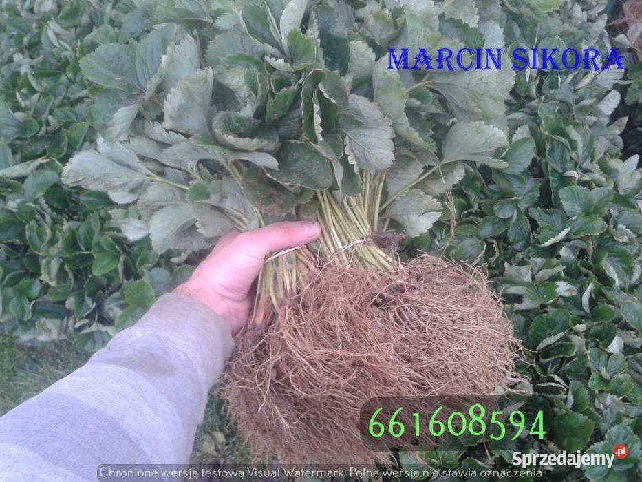 Sadzonki truskawek szkółka kwalifikowane dolnośląskie Trzebnica sprzedam