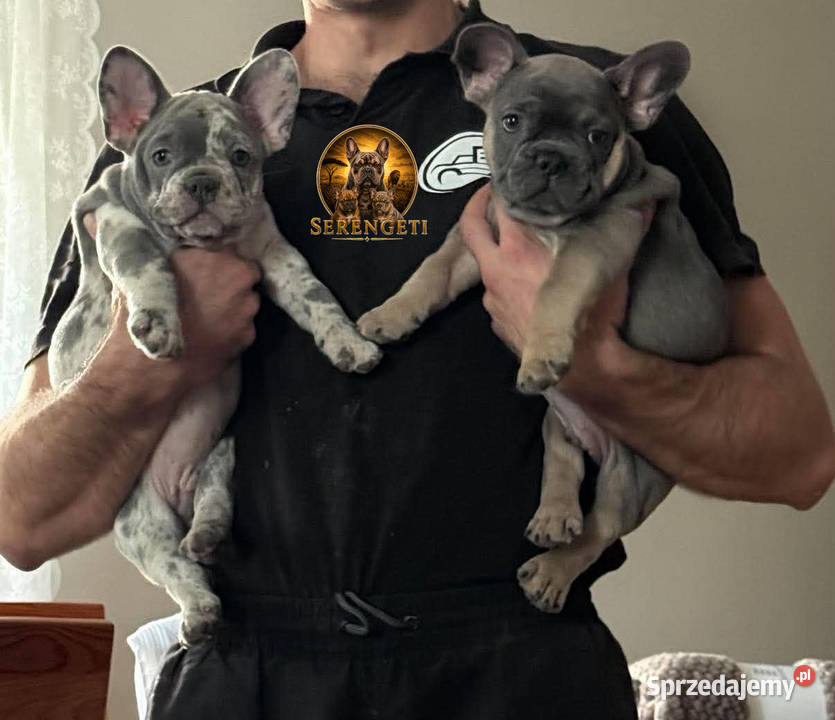 Buldog Francuski mocny samiec x2 sprzedam