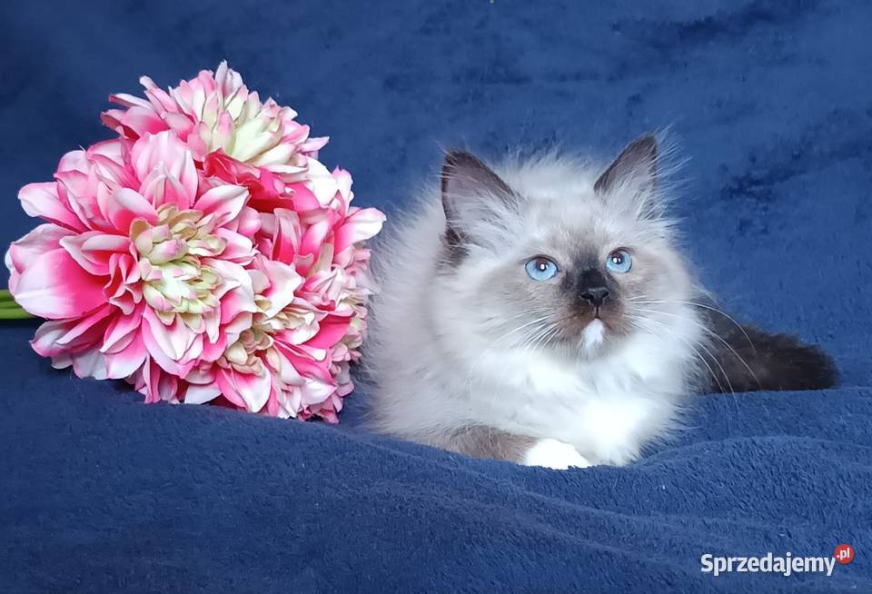 Koty Syberyjskie Neva Masquerade LUKRECJA Kwilcz