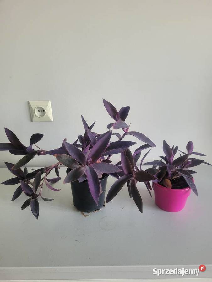 Zielistka i inne kwiaty doniczkowe łódzkie Łódź