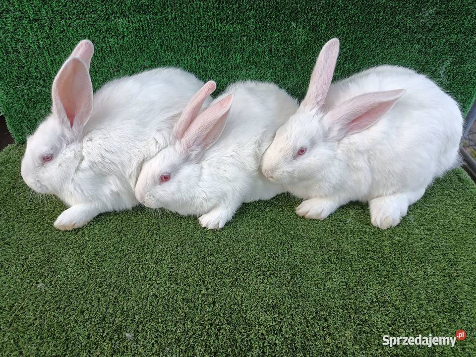 Króliki termondzkie młode
