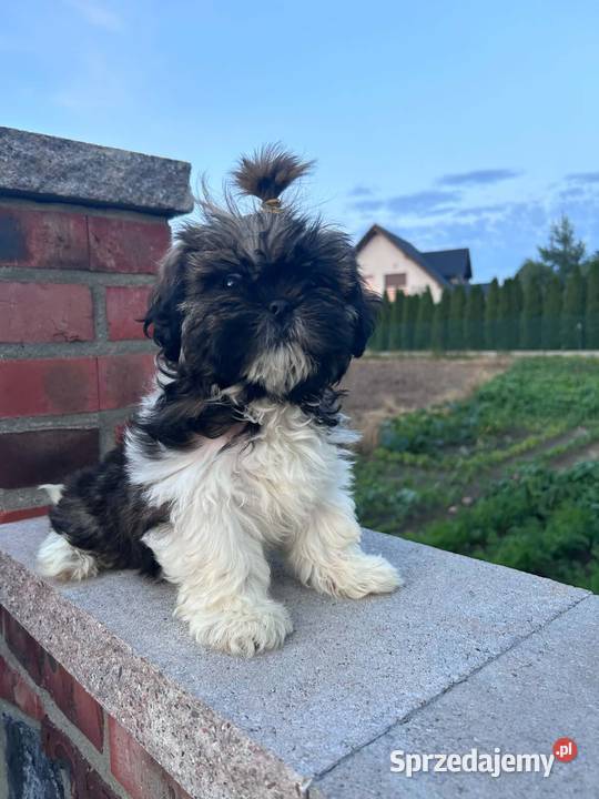 SHIH TZU szczeniaczki sprzedam