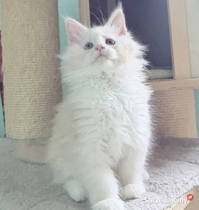 Maine Coon Śliczna Nemezis Maine Coon dolnośląskie