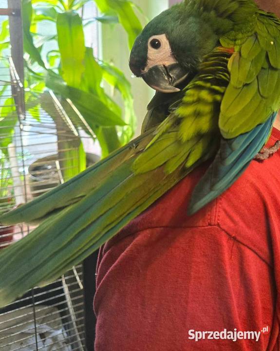 Ara Marakana Samiczka Konarzewo sprzedam