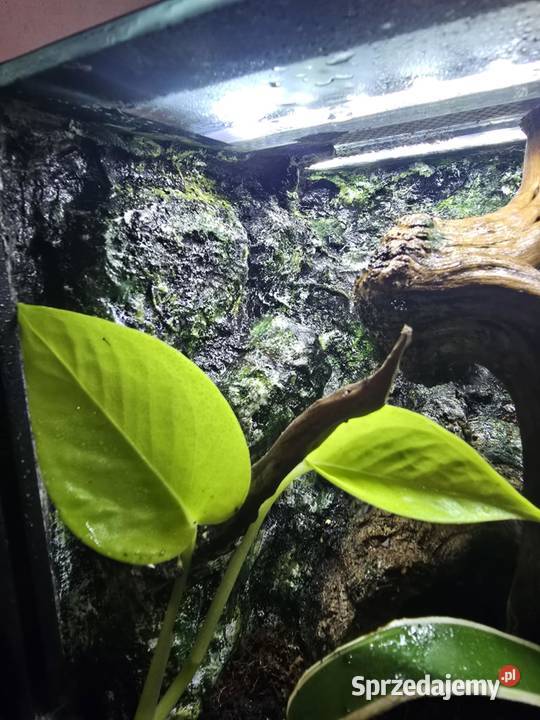 Terrarium tropikalne z wyposażeniem 20x20x20 Ostrów Wielkopolski