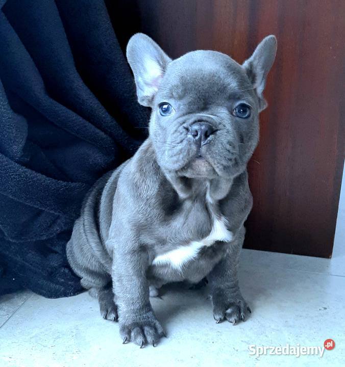 Buldog francuski blue Pabianice