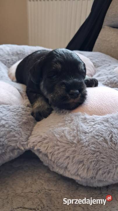 Sznaucer miniaturowy Słupca