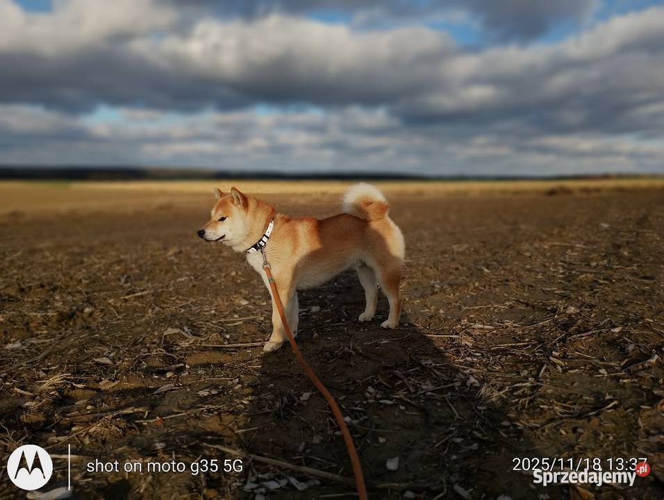 Shiba Inu czerwony przemiły piesek lubelskie Bychawka Trzecia sprzedam