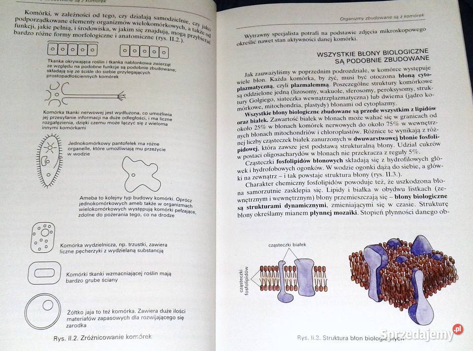 Botanika i biologia komórki Andrzej Batko W Rok wydania 2000 Pozostałe Chełm sprzedam
