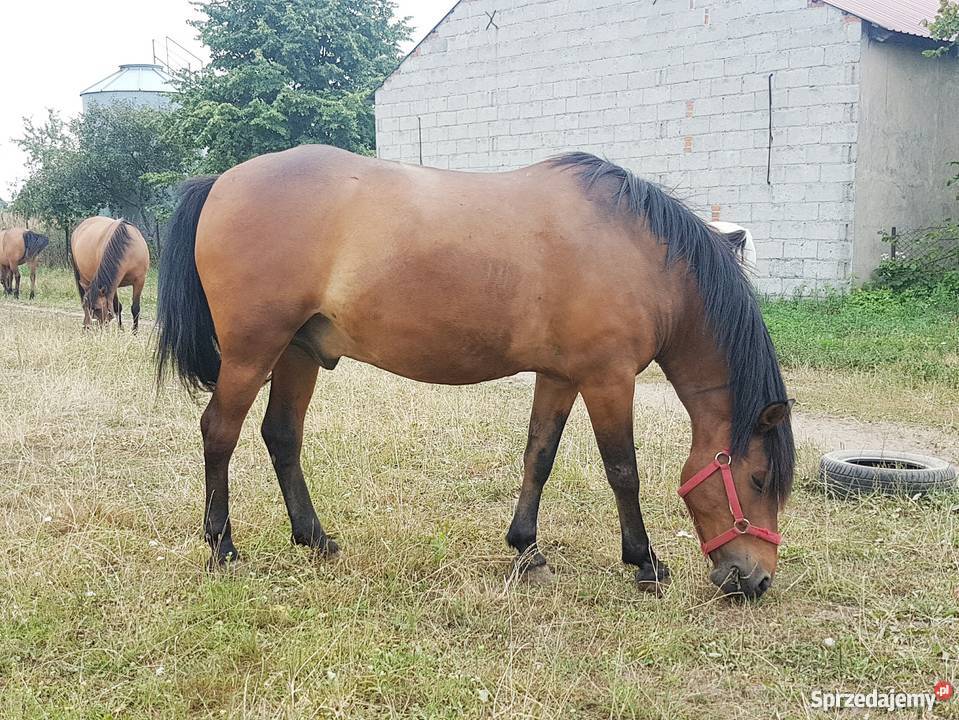 Klacz huculska wałach huculski łódzkie sprzedam