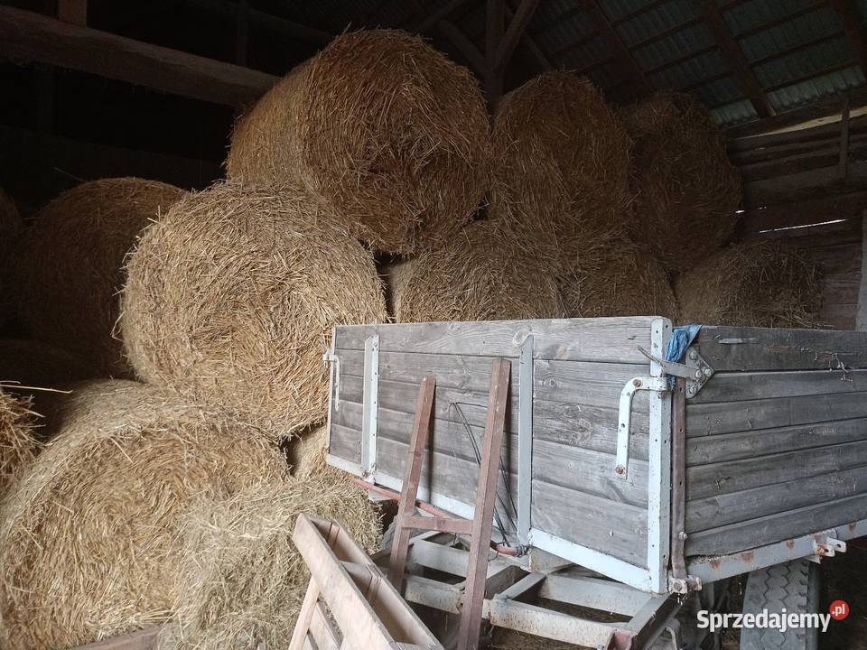 Słoma pszenżytnia 120x130 Prosna