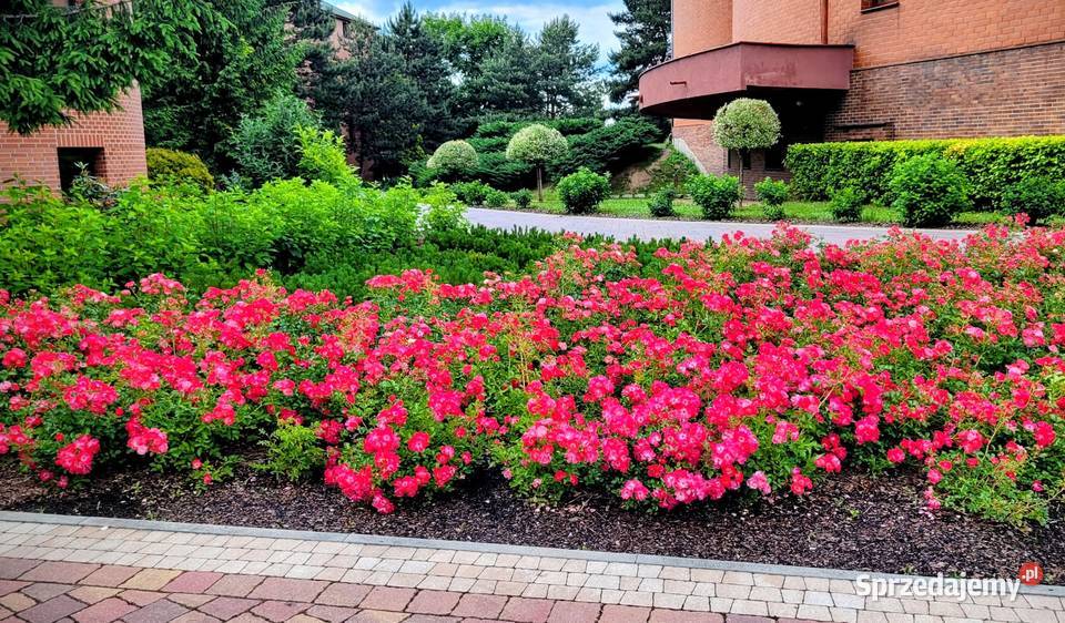 róża Marathon Kraków