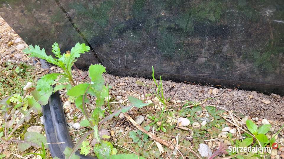 Drzwi Alfa Romeo 145 Łagów