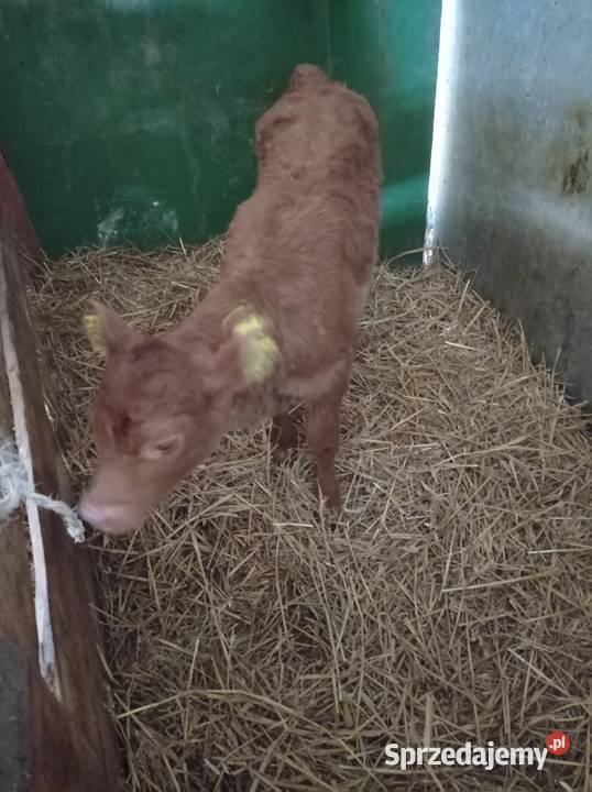 Sprzedam jałówka Szczupak