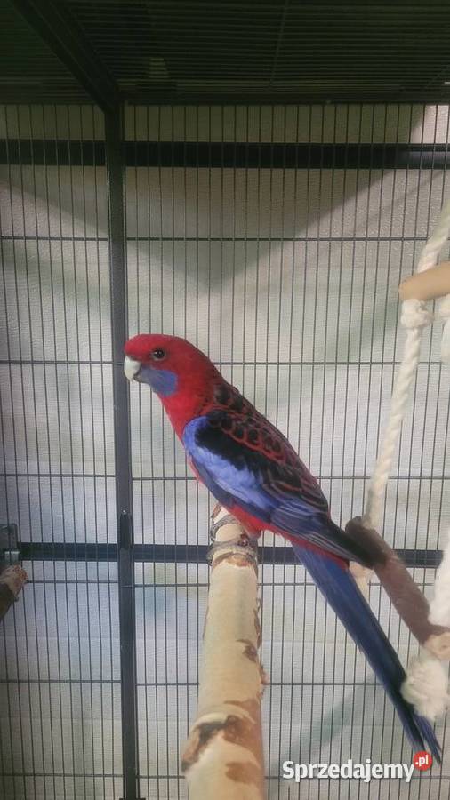 Rozella królewska Wieliczka