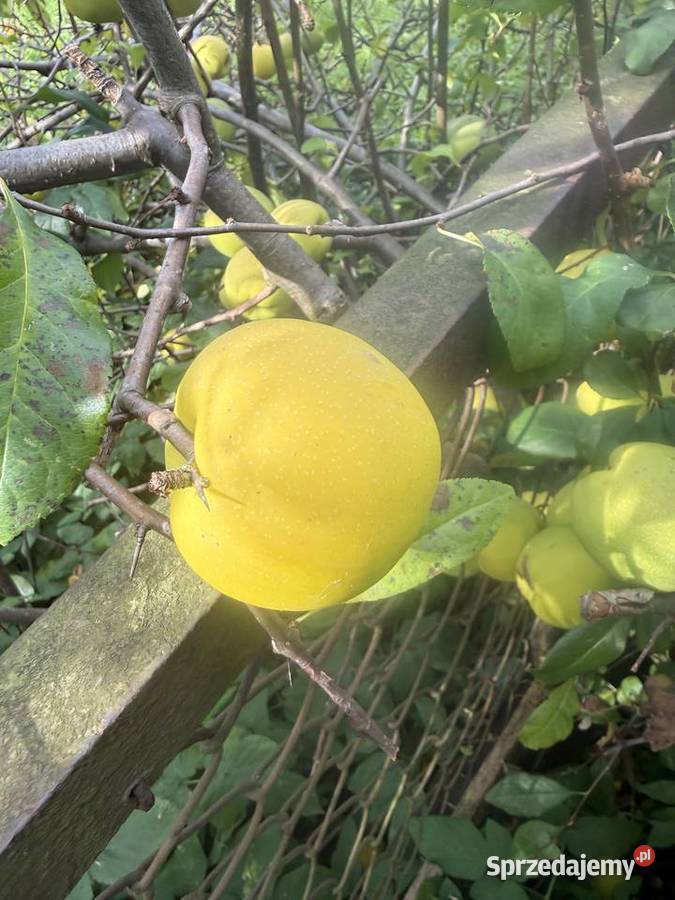 Pigwowiec świeże owoce na syrop nalewkę i dolnośląskie sprzedam