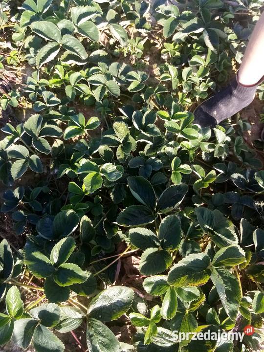 Truskawki Hanoya Zamość