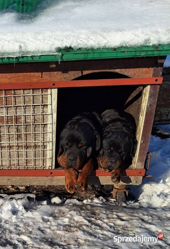 Rottwailer szczeniak starej Lini