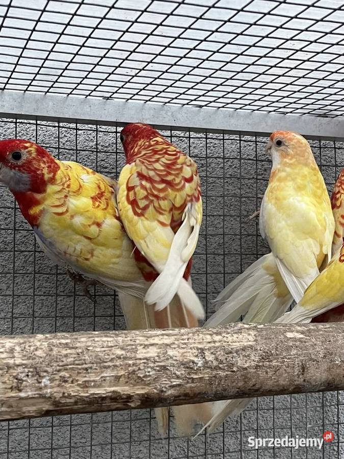 Rozelle królewskie 2025r 1500 Ptaki Sośnicowice