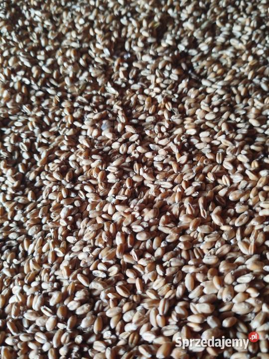 pszenica jęczmień owies Dąbrowa