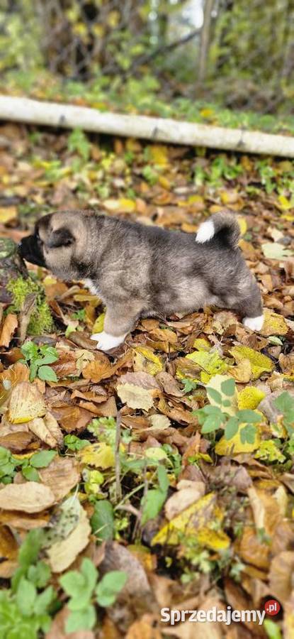 Akita Amerykanska FCI piesek zkwp