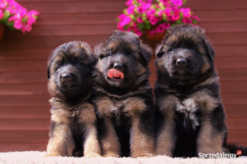 Owczarek Niemiecki FCI Duże Mocne Szczenięta Kraków