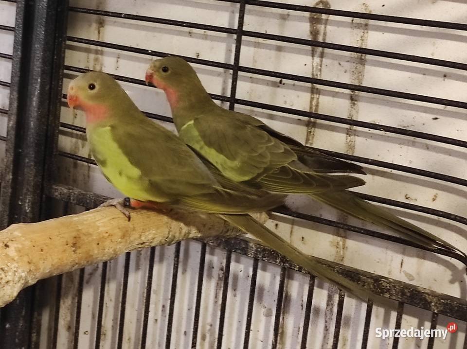 Księżniczki Walii Rębków