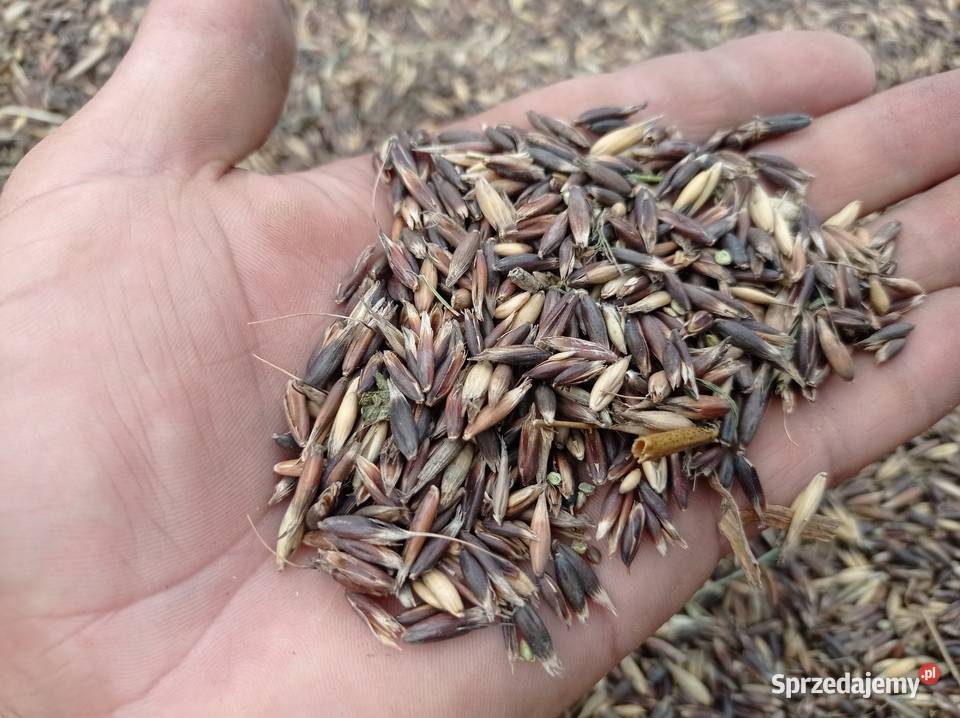 Owies czarny gniady Zboża Dylągówka