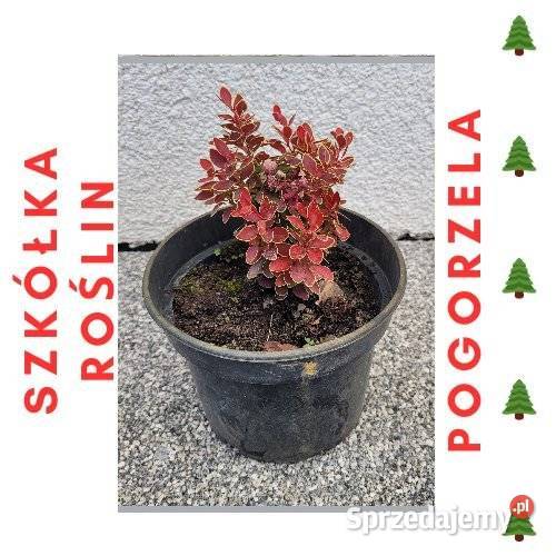 Berberys różne kolory