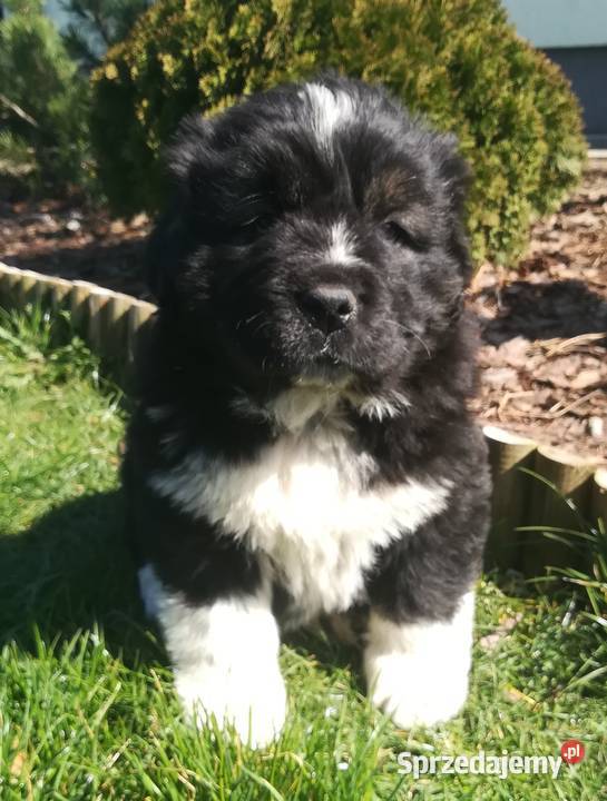 Nowofundland nowofundlandy Mieścisko