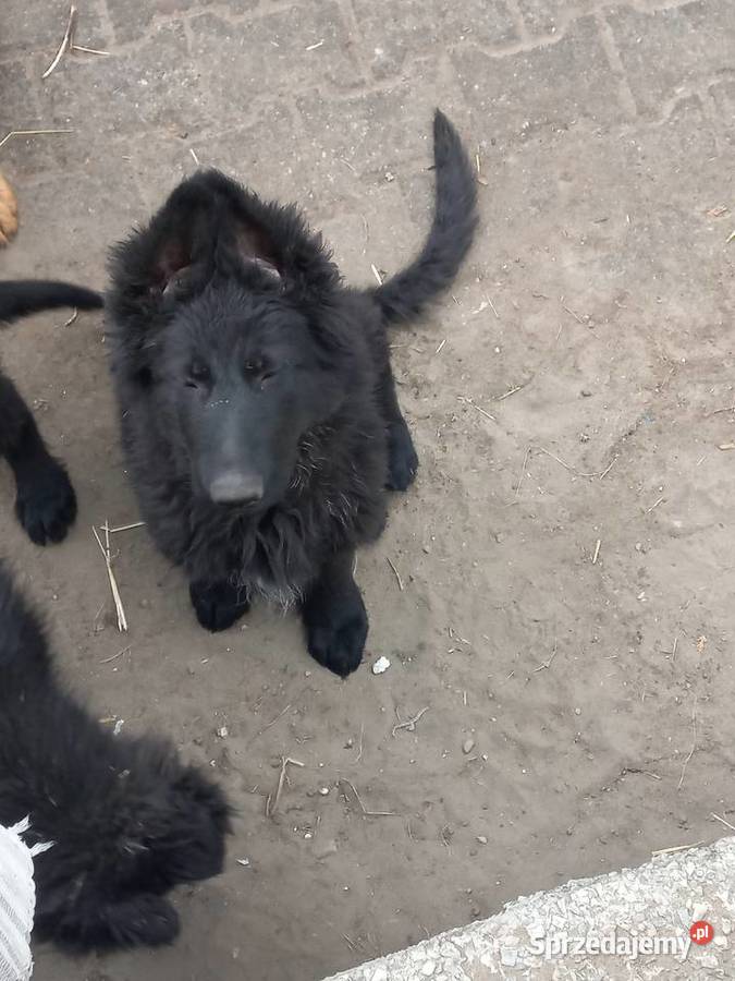 Owczarek staroniemiecki długowłosy Rzgów