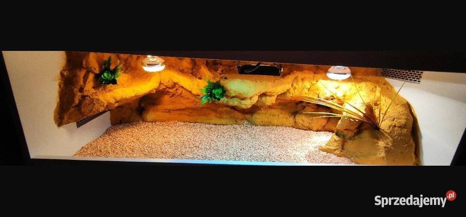 Terrarium żółwia greckiego gekona lamparciego Terrarystyka Tomaszów Mazowiecki