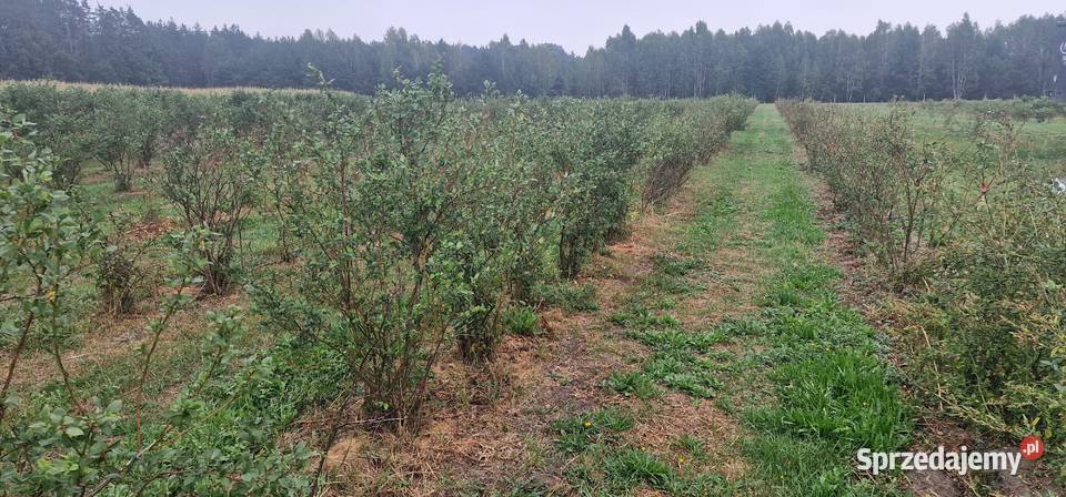 borówka amerykańska krzaki z nawodnieniem Rolnictwo Sosenki-Jajki sprzedam