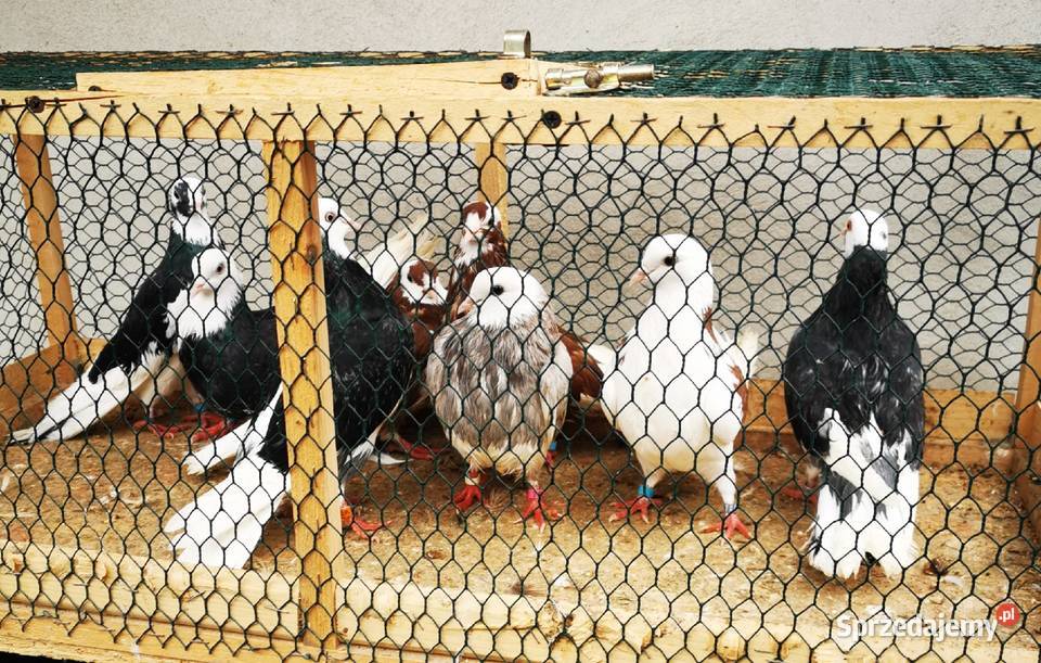 Wysyłka 16sztuk Rollery Angielskie Roller Samiec Jarosław