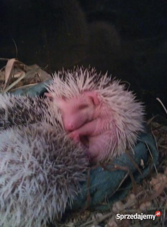Afrykański jeż pigmejski Szczecin Szczecin
