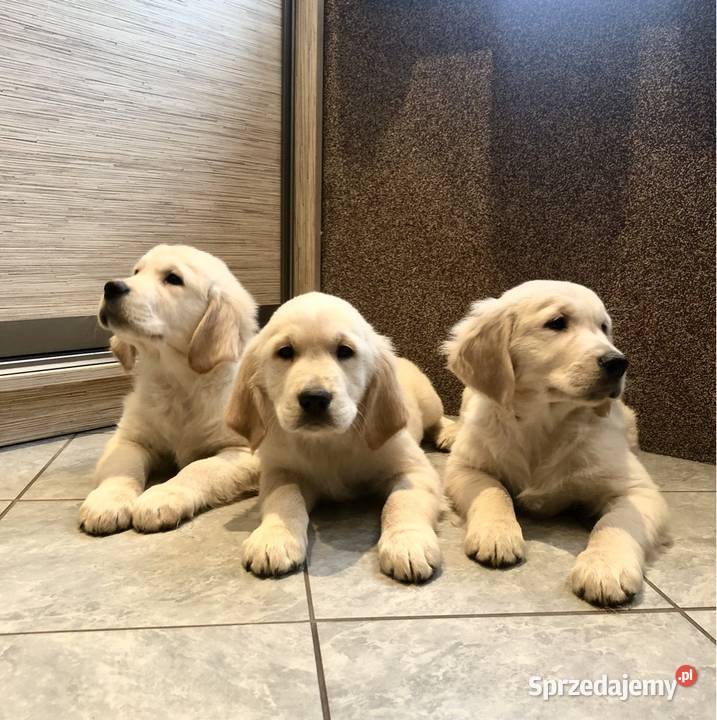Golden Retriever szczenięta z rodowodem