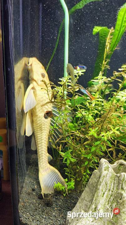 Samica zbrojniki 37 Toszek