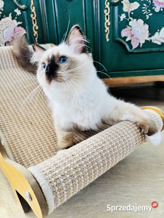 Kotka Ragdoll Zoya