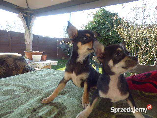 Śliczne Chihuahua pieski i sunie