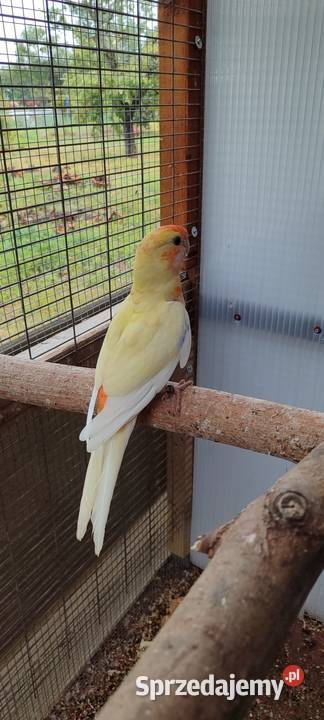 Sprzedam samca Rozelli Królewskiej Ptaki Środa Wielkopolska