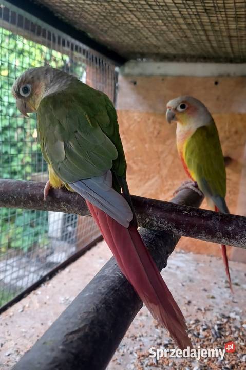 Sprzedam Parę Rudosterek Ptaki Gierałtowice