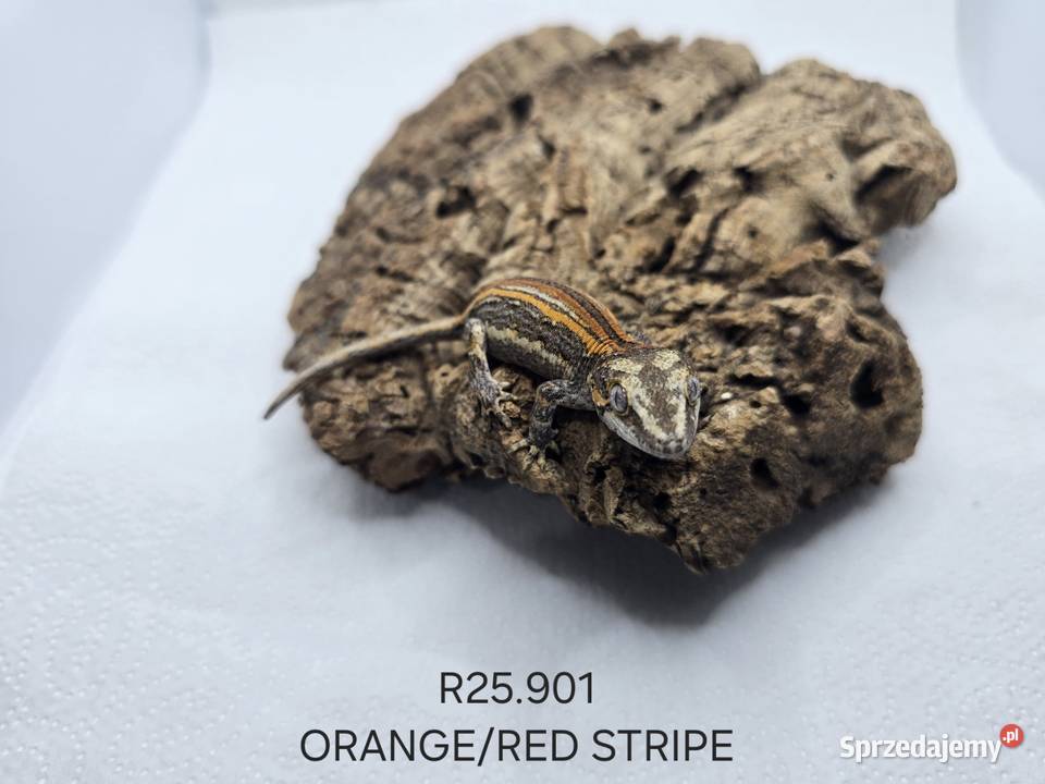 Gekony gargulcowe Zawiercie