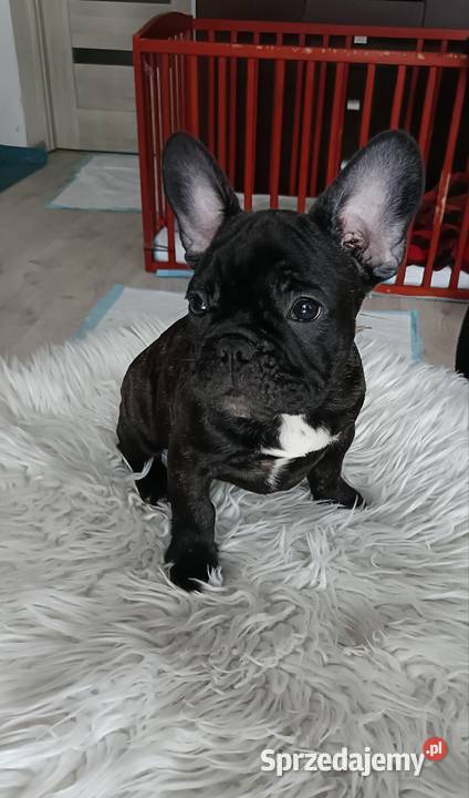 Buldog Francuski Szczenięta Moszczenica