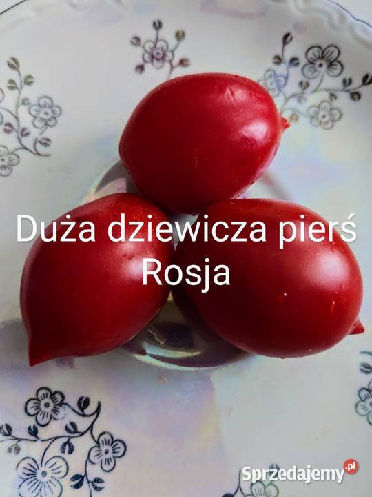 Zestaw Rosja pomidor ki Duża dziewicza pierś Kraków