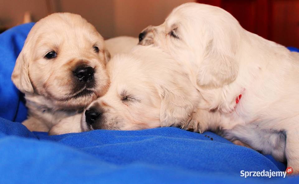 Śliczne szczeniaki golden retriever Golden Retriever Zwierzęta Miejska Górka