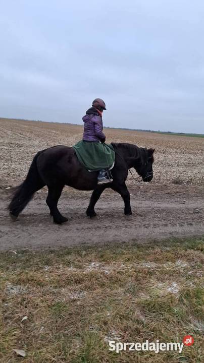 Sprzedam karego wałacha PKZ około 160 Oleśnica sprzedam