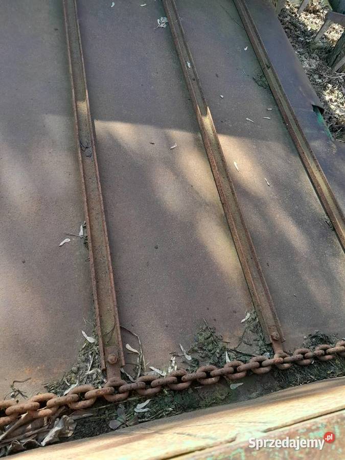 czarna bialostocka Pakość