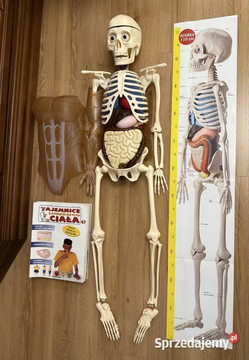 Kostek szkielet z narządami firmy Deagostini Pozostałe śląskie Lubliniec