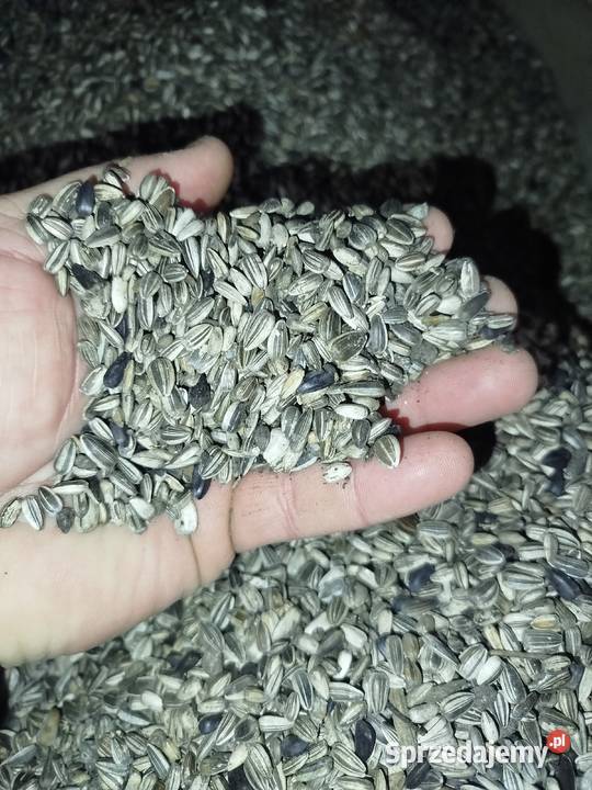 Nasiona słonecznika ozdobnego Tayio Puławy sprzedam