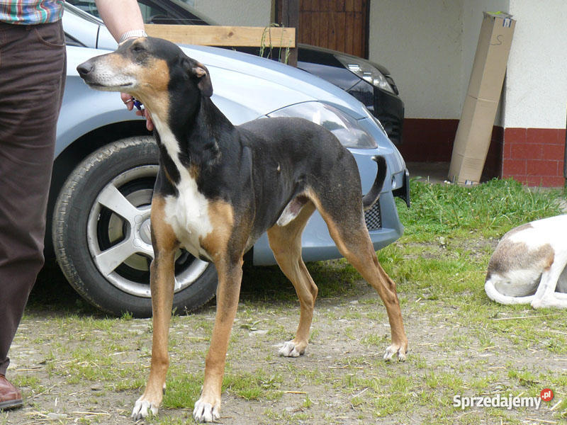 Chart polski rodowodowe szczenięta Leśniówka sprzedam